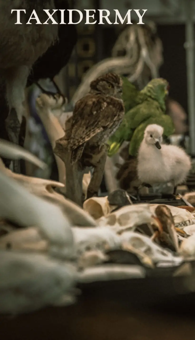 Taxidermy boven